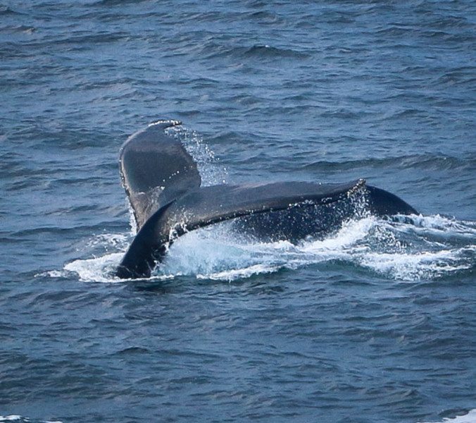 Cape Cod Whale Watching