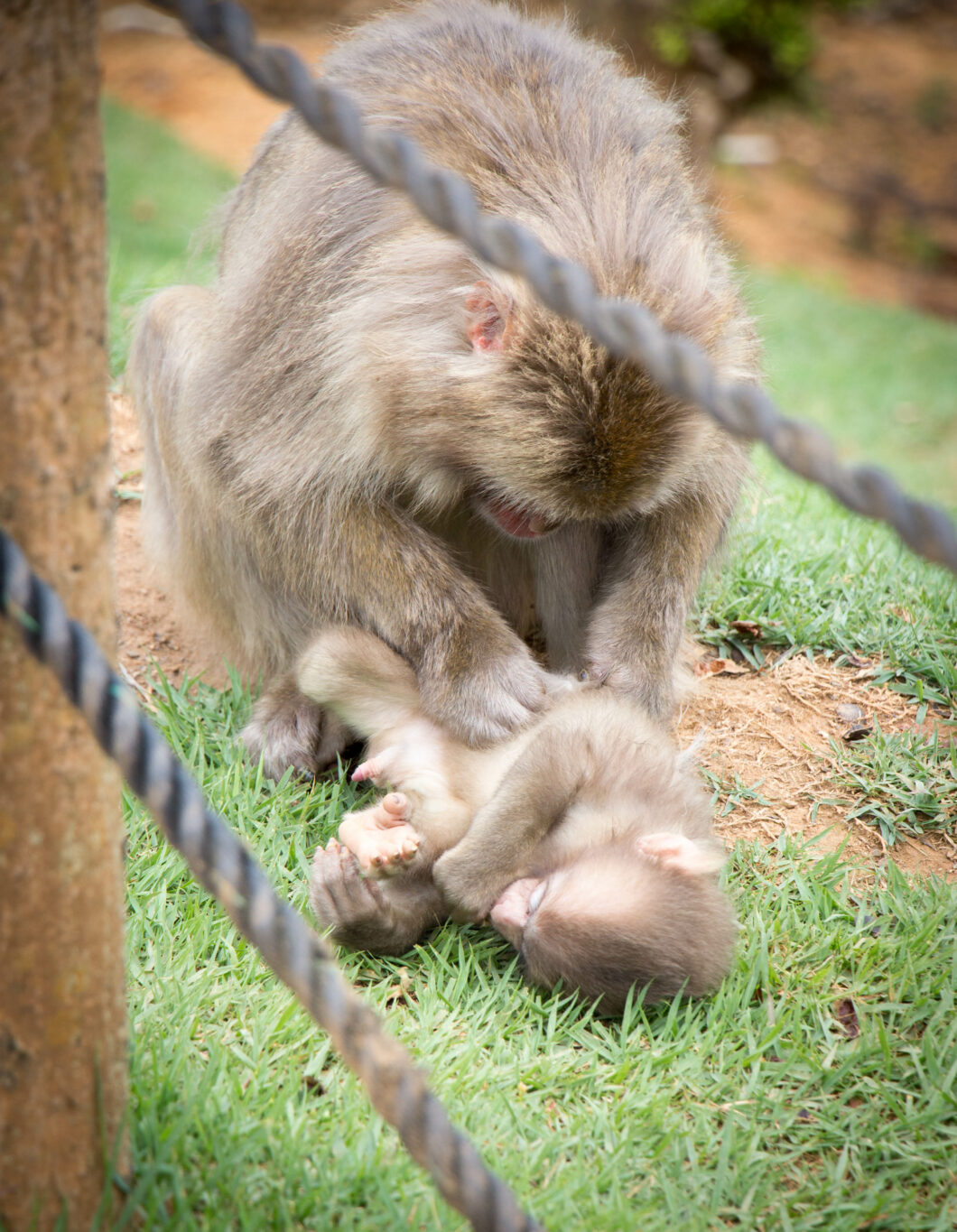 snow monkeys picking bugs