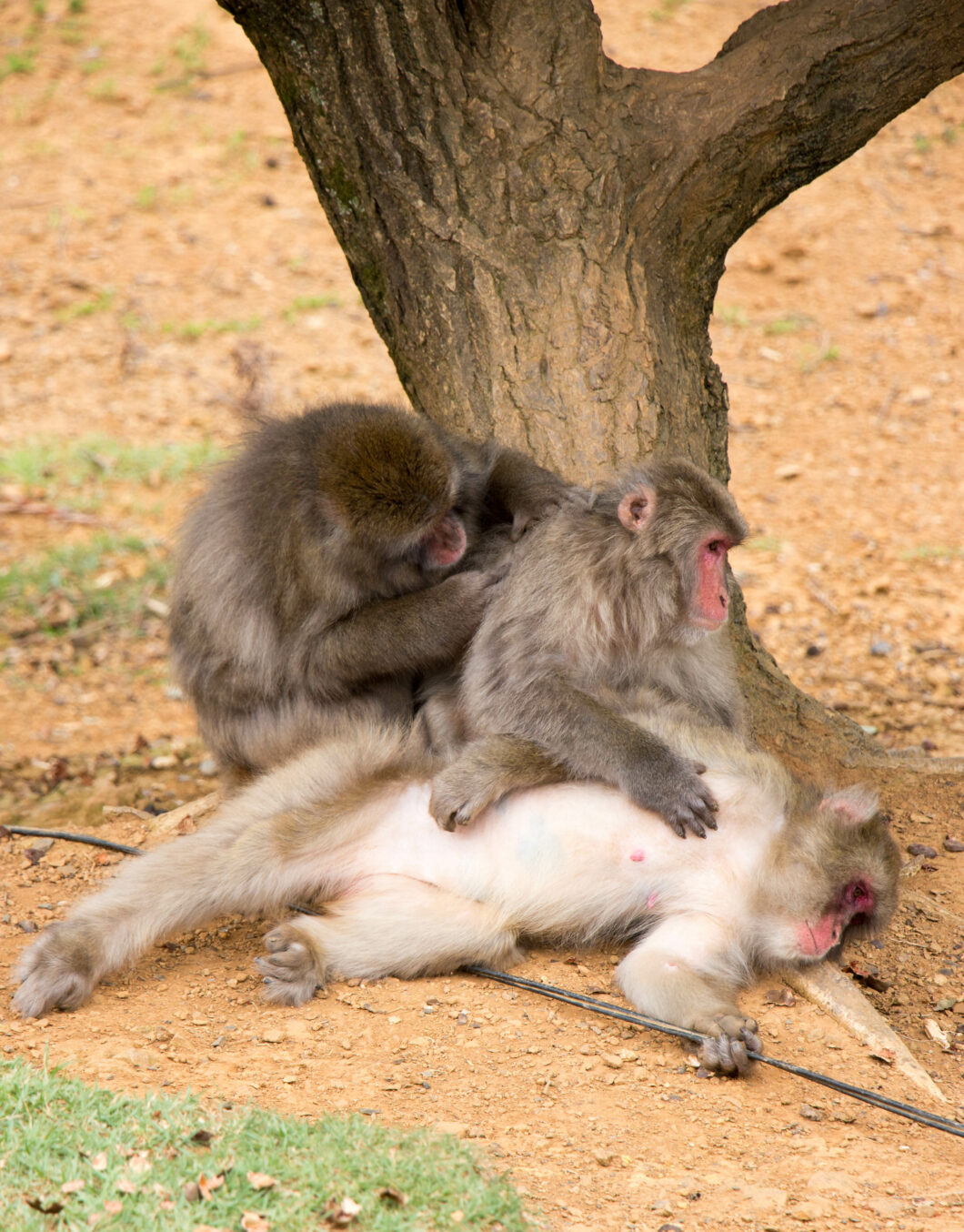 snow monkeys picking bugs