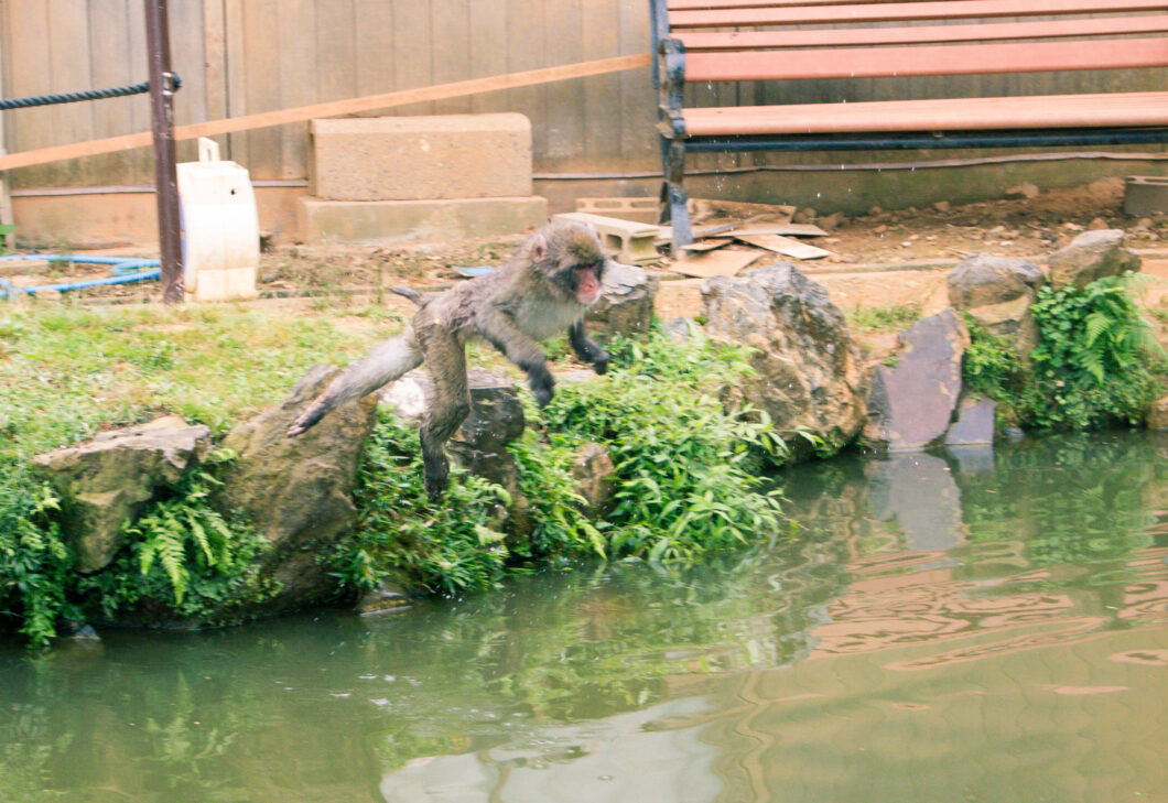 snow monkey jumping in the water