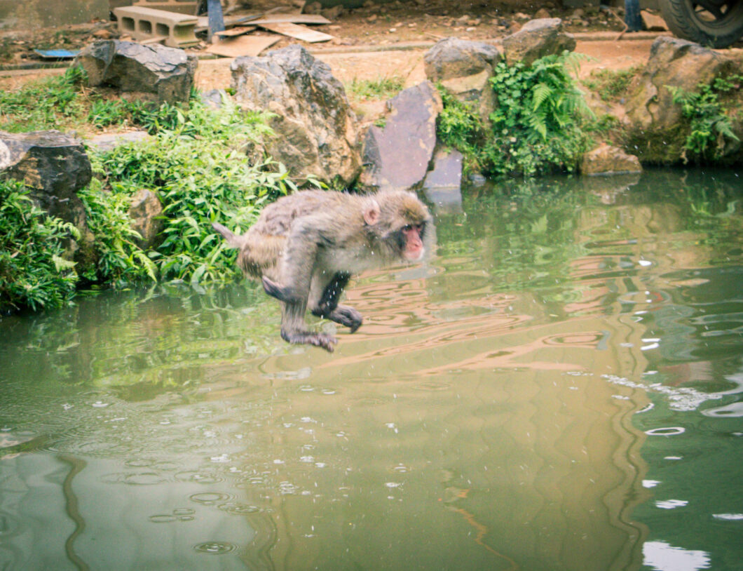 snow monkey jumping in the water