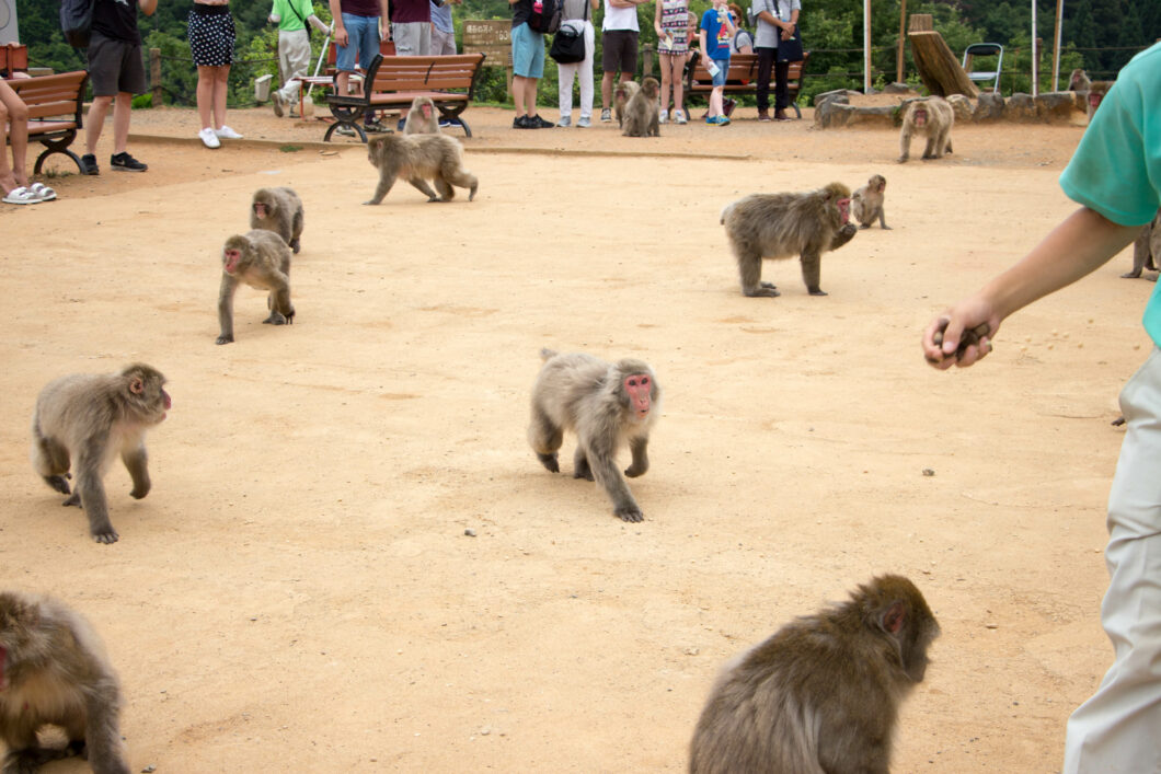 Iwatayama Monkey Park