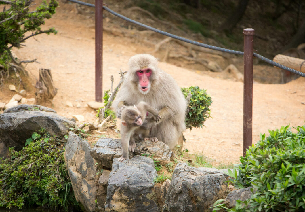 snow monkey