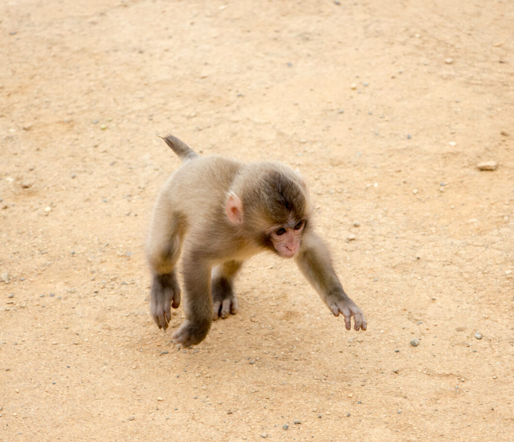 baby snow monkey