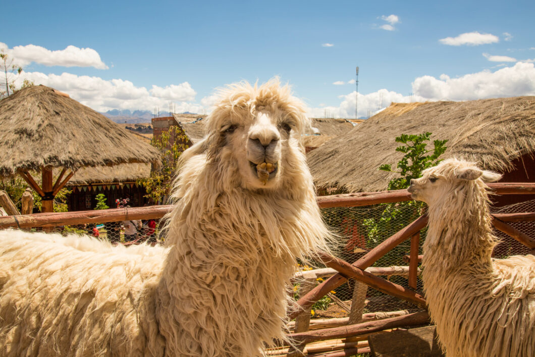 Alpacas