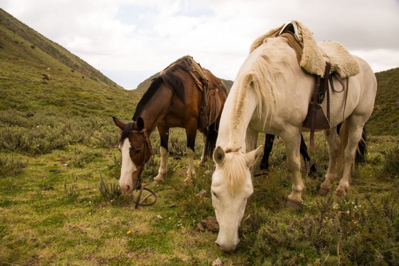 Argentina Must-Do: Riding Horses Through the Andes with Don Daniel Ranch