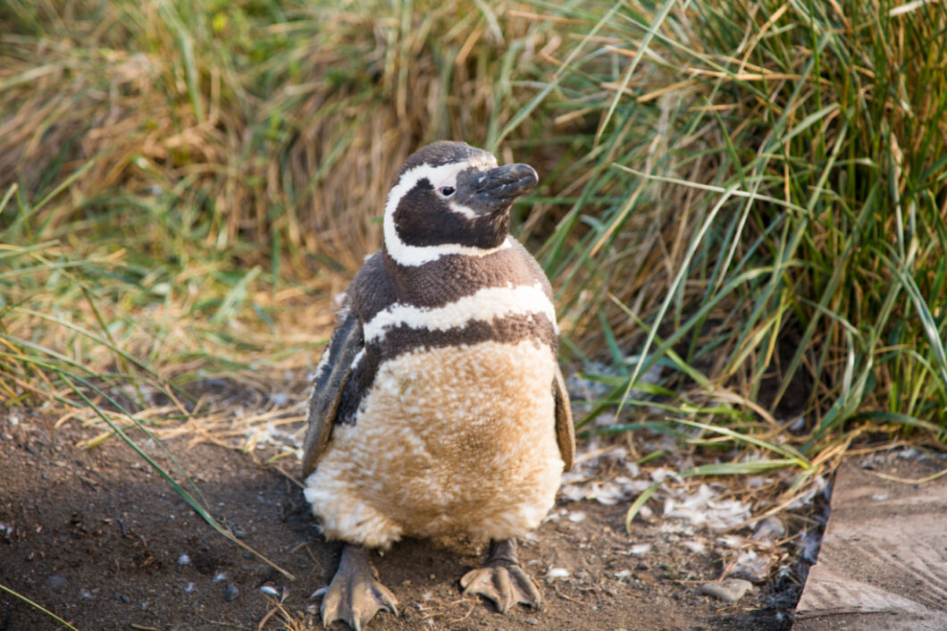 Martillo Island Penguins