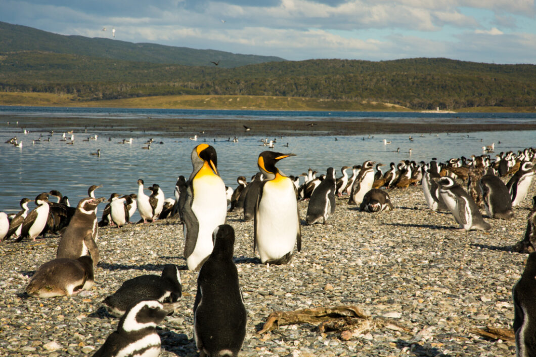 King Penguins, Martillo Island