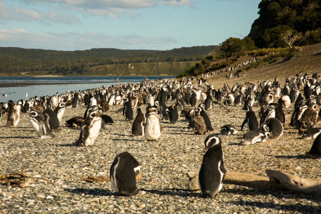 Penguins Martillo Island