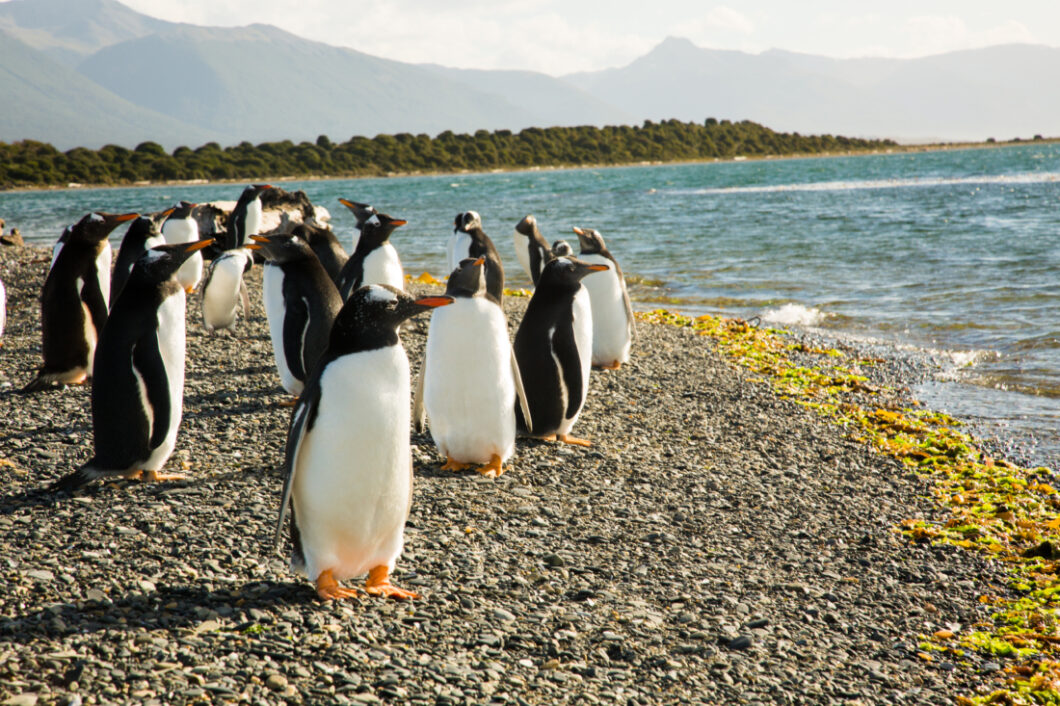 What to Expect When Walking With the Penguins on Martillo Island, Argentina