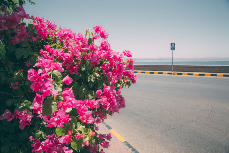 Bright pink flowers on the side of the road in Aswan, Egypt. 