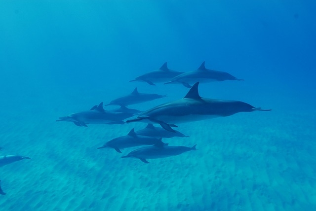 dolphins 
