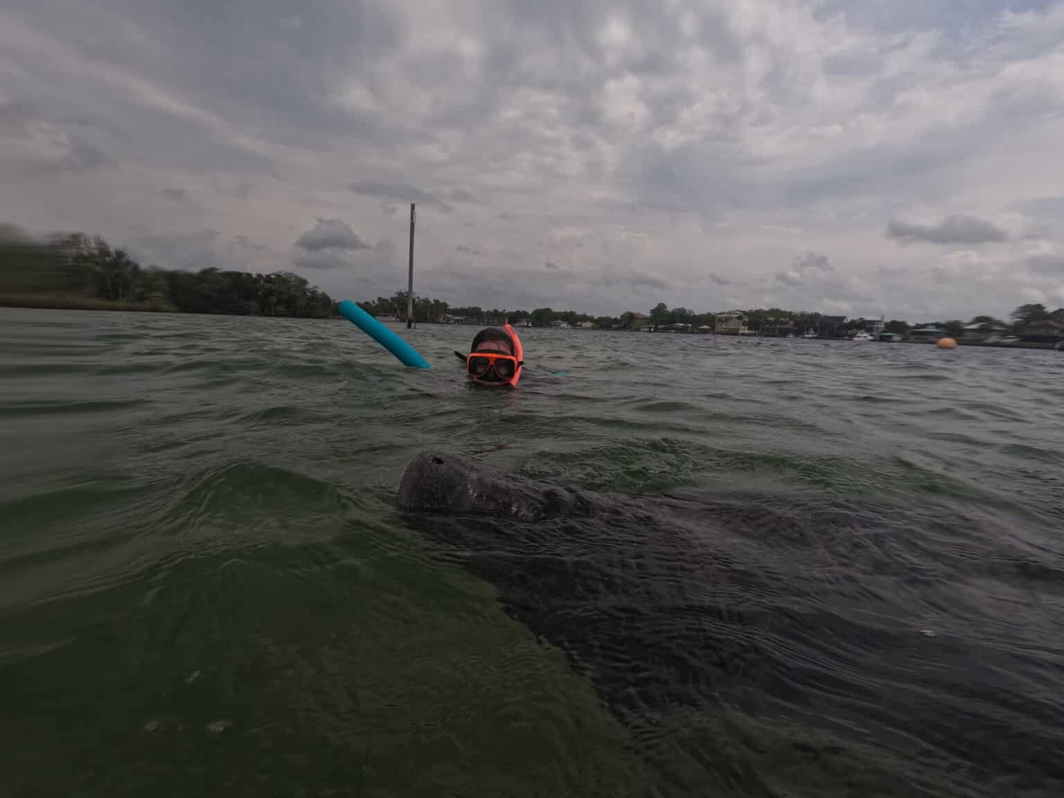 The Ultimate Guide To Swimming With Manatees In Crystal River Florida   GOPR0200 1536x1152 