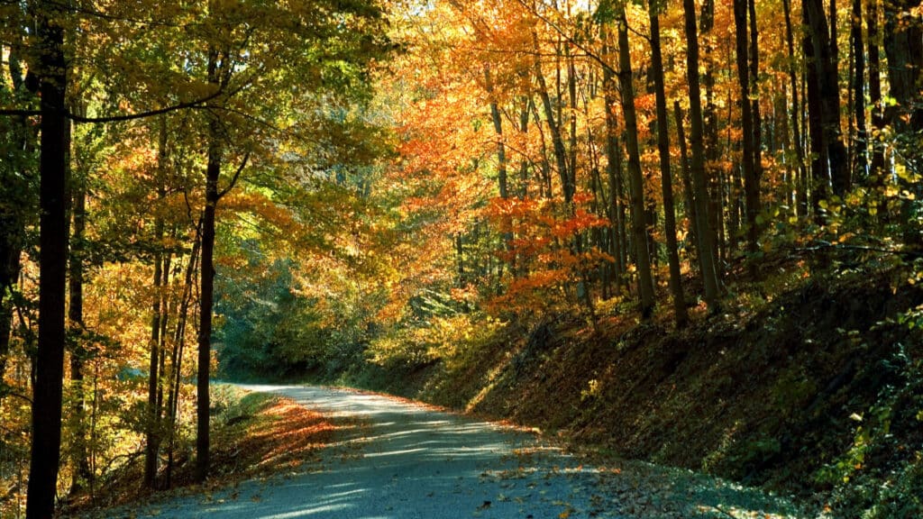 A rural road winding through the woods in autumn. Taken in the Hocking Hills region of Ohio.