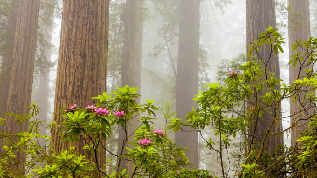 Redwoods and rhododendrons along the Damnation Creek Trail in De