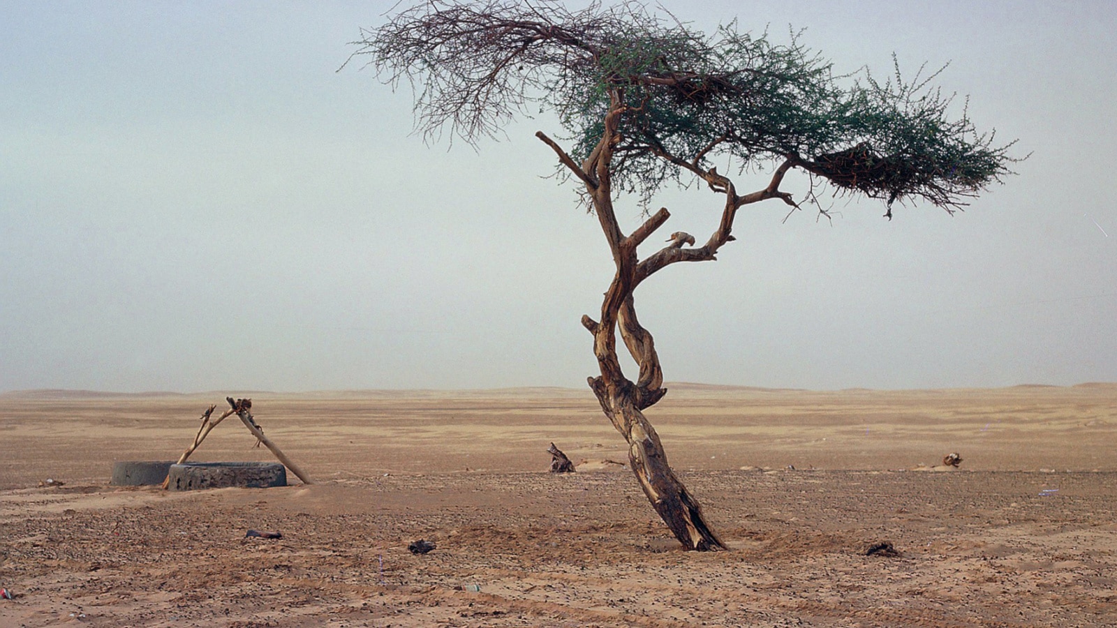 Niger The Tenere Desert The Tenere Desert and the Ténéré Tree