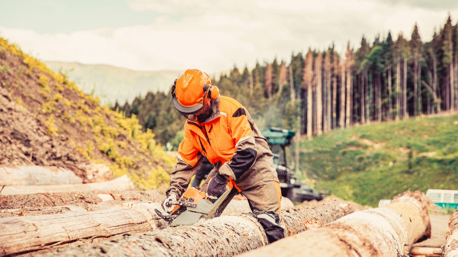 Woodcutter saws tree chainsaw on sawmill. Hard wood working in forest. Lumberman work wirh chainsaw in the forest. Woodcutter lumberjack is man