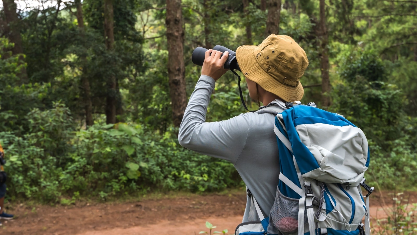 Side view bird watcher using binocular doing bird watching in forest