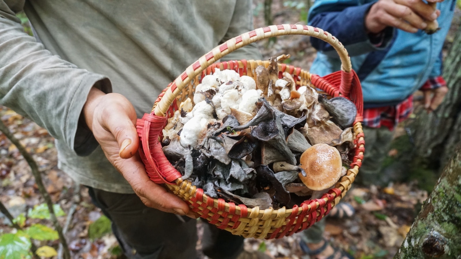 Foraging Wild Edible Mushrooms in the Fall. Black Trumpets, shrimp of the woods in a basket.