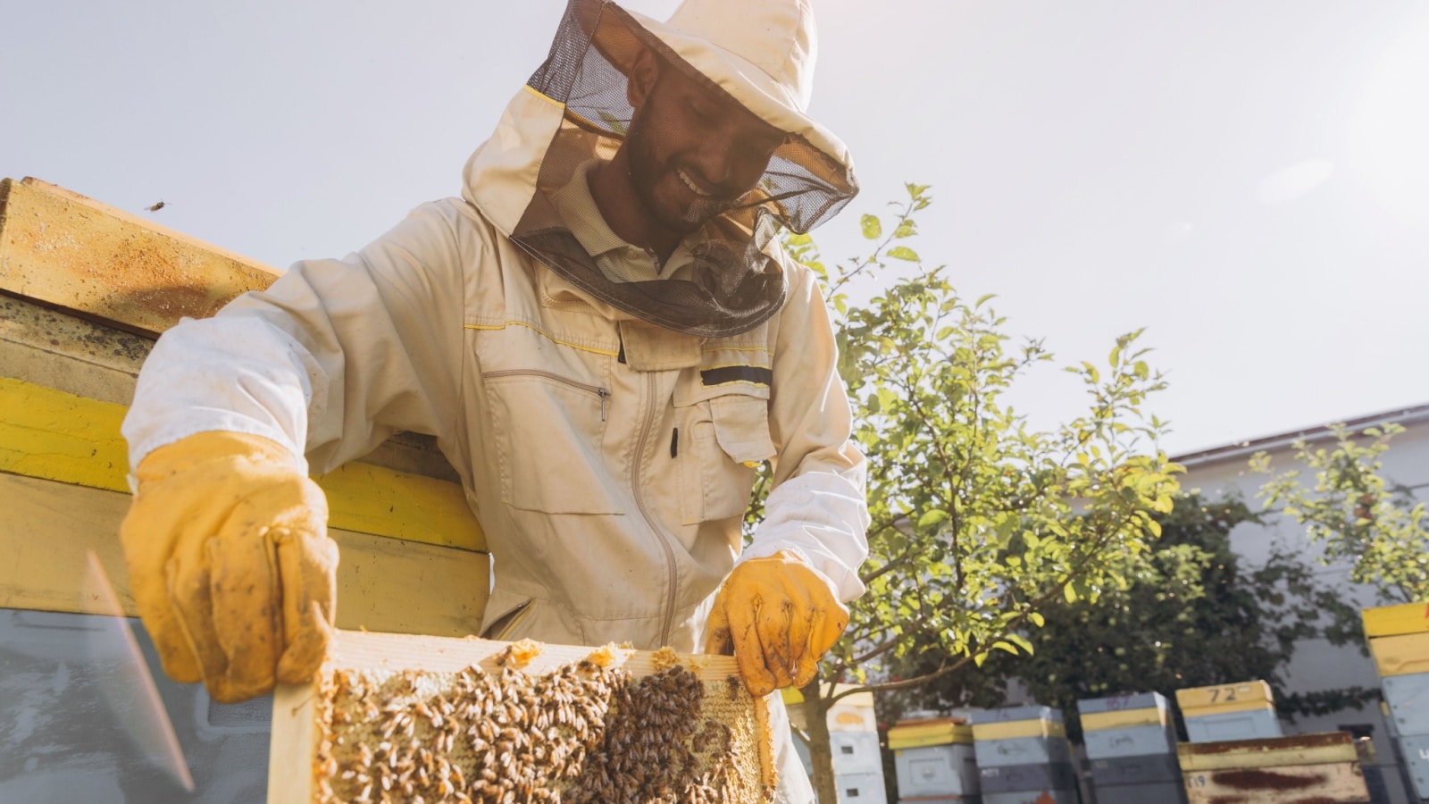 Happy Indian beekeeper takes out a frame with bees and honey from a beehive on a bee farm. The concept of beekeeping