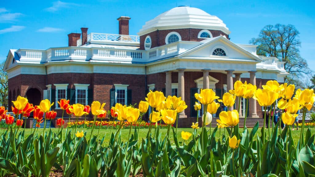 Yellow tulips with Monticello Home in background - Spring Garden in Charlottesville, Virginia