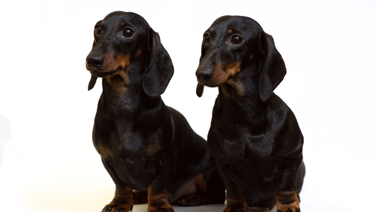 A pair of smooth-coated dachshunds sit isolated on white