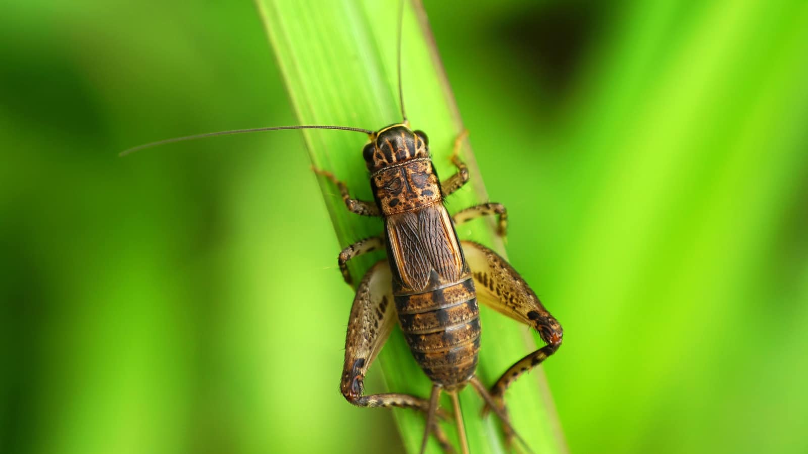 Cricket on green leaf