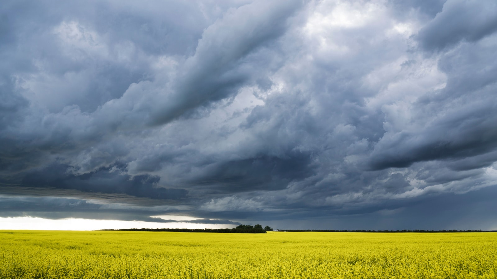 Prairie storm clouds form over a blooming yellow canola field in Western Canada.