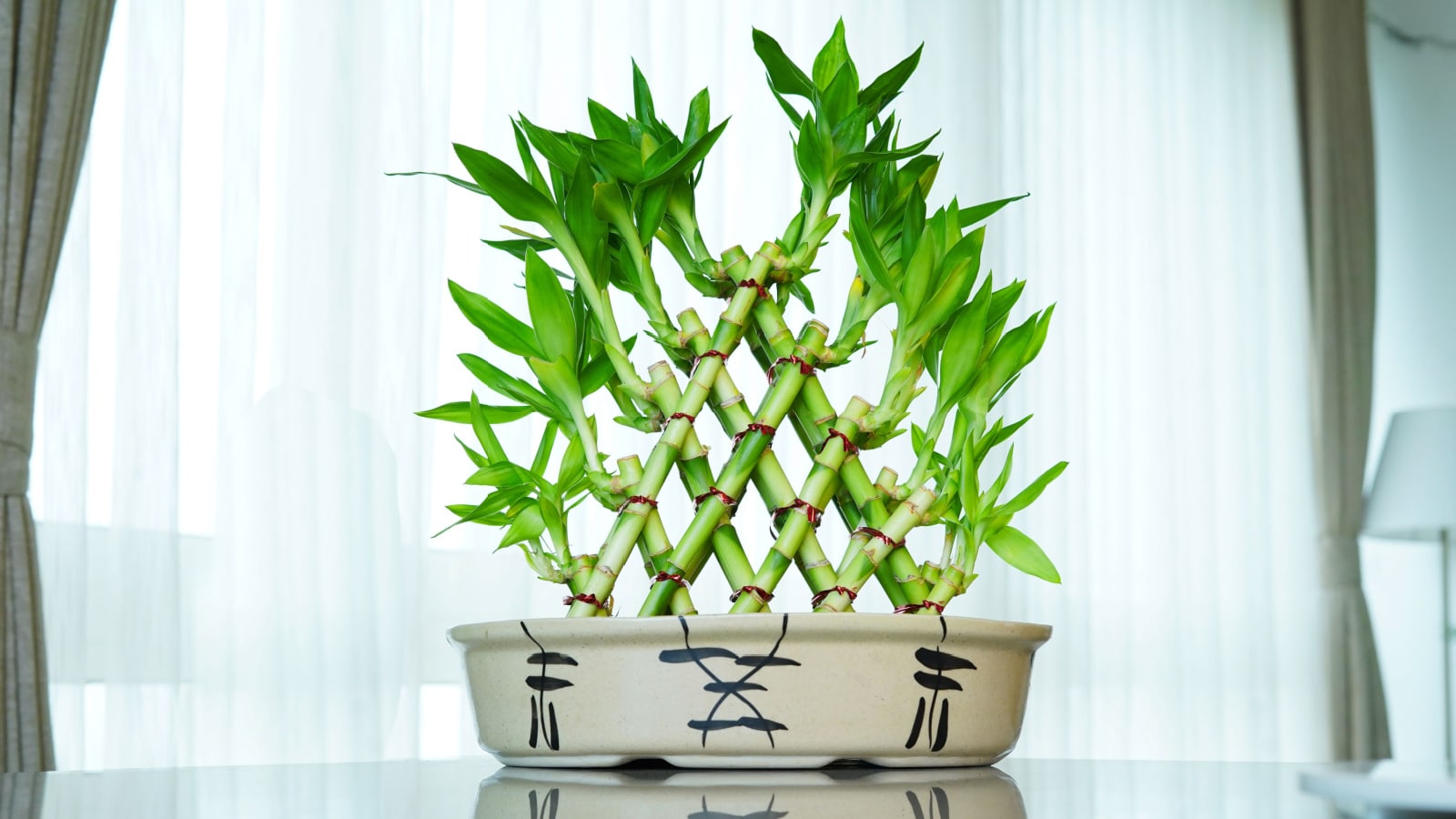 Lucky bamboo Green Fresh Plant