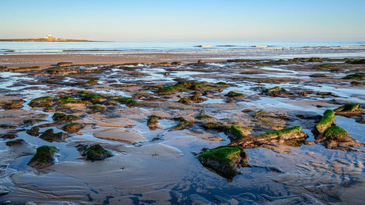 Low Hauxley Beach Ancient Forest. Ancient tree stumps and logs lie in Low Hauxley Beach near Amble, Northumberland, believed to be part of Doggerland and a 7000 year old forest