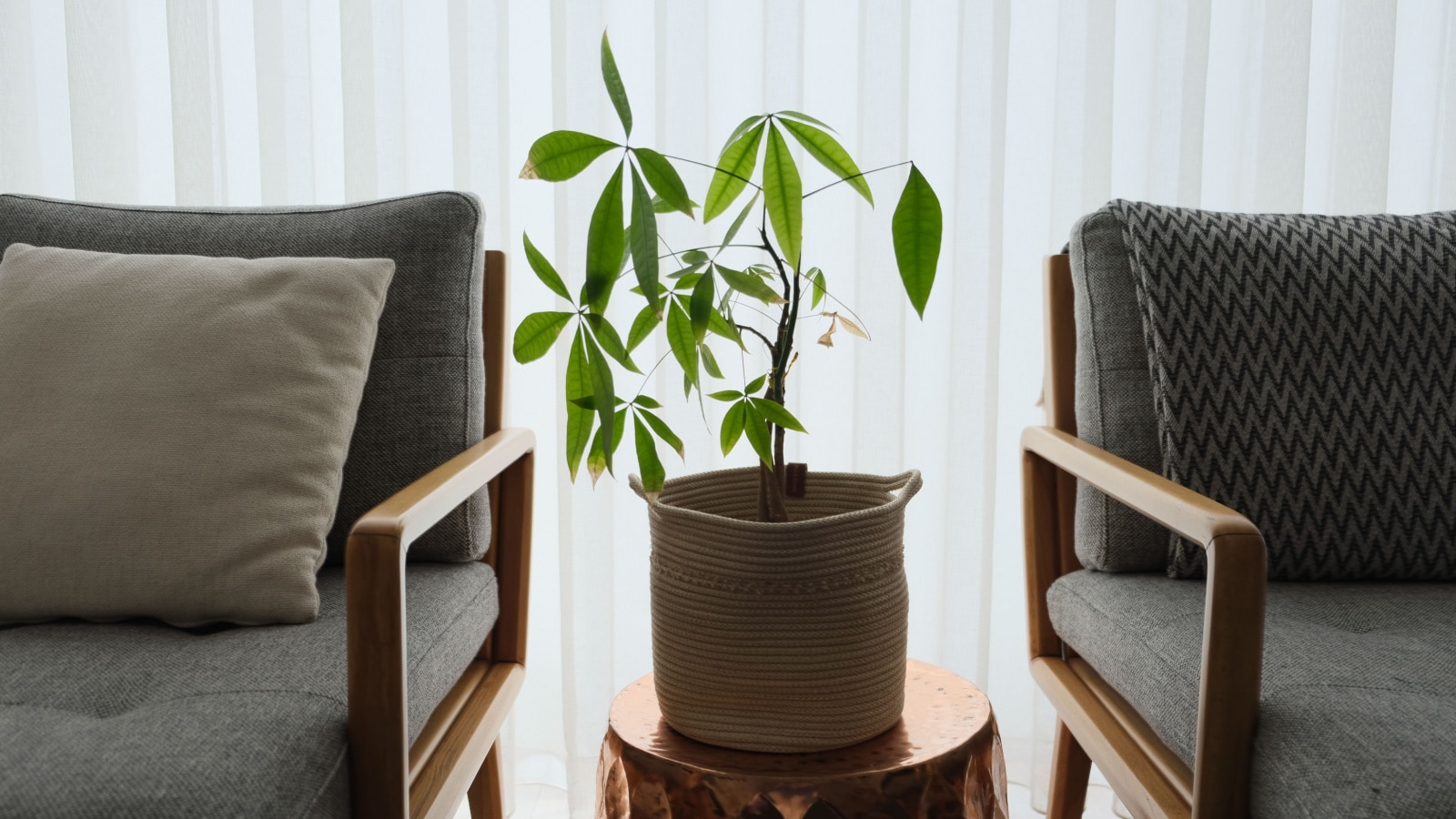 The money tree plant is on the side table and between the two armchairs. Pachira is in front of the window in the home.