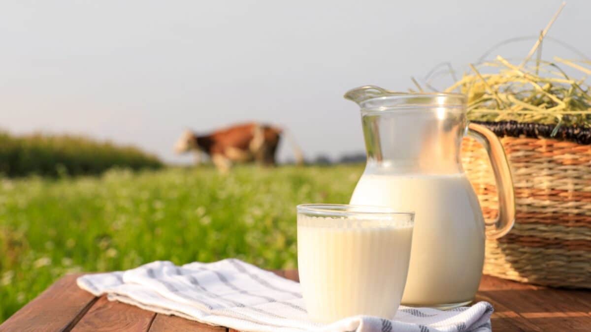 Milk with hay on wooden table and cow grazing in meadow