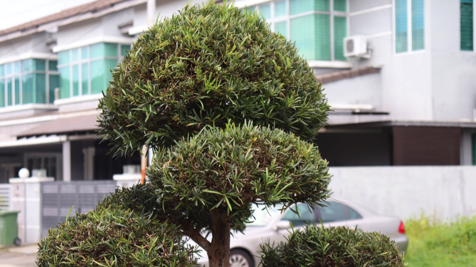 Trees infront of house