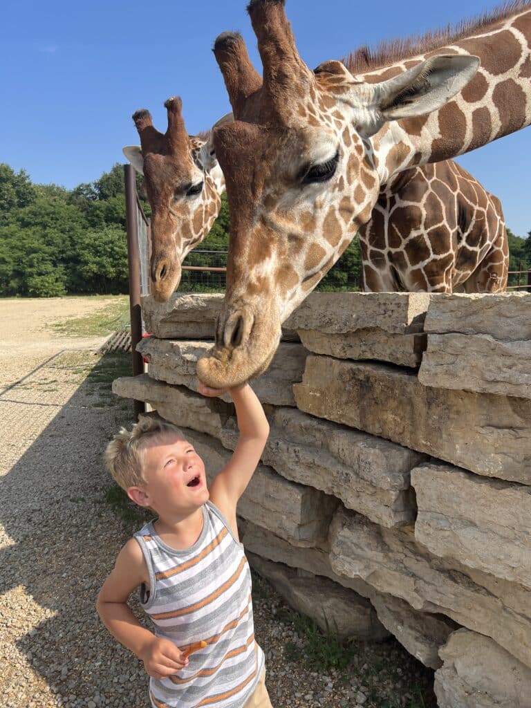 Henry feeding the giraffes and making a funny face