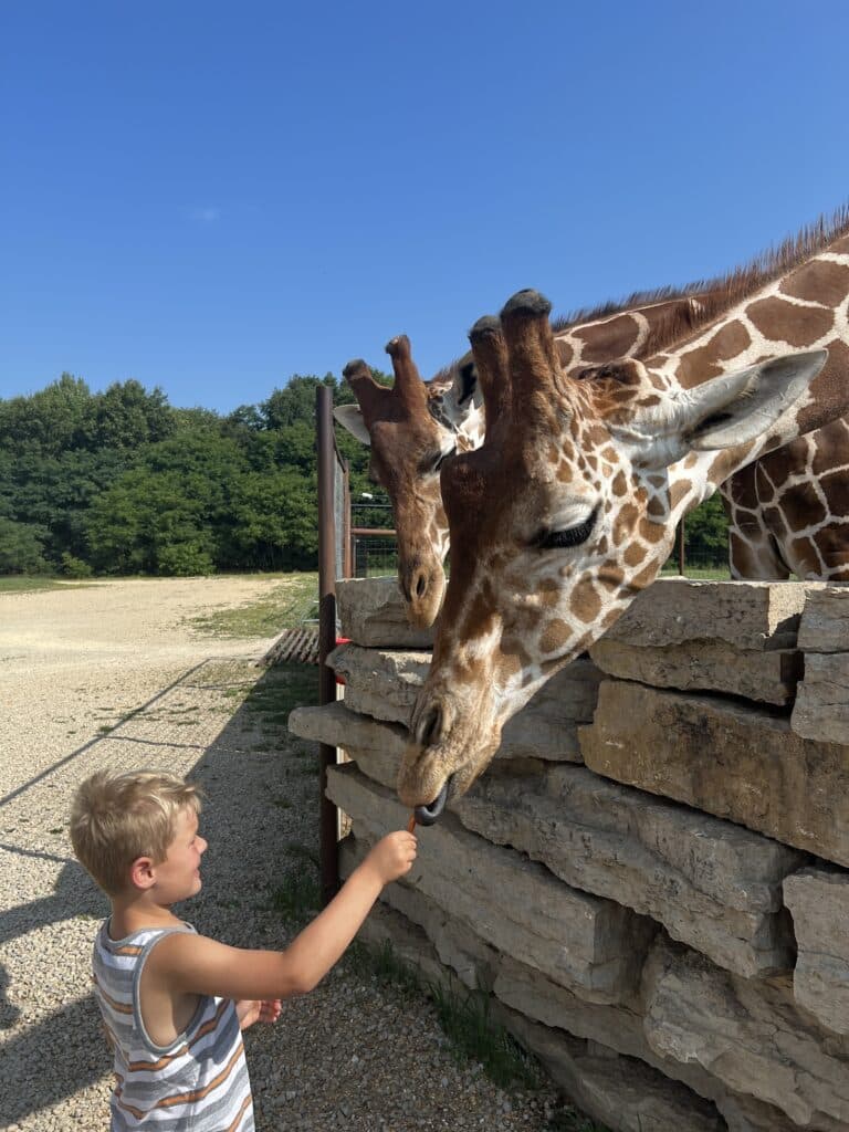 Henry feeding the giraffes and looking happy