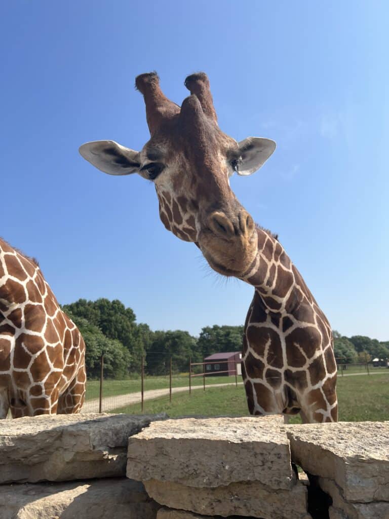 Closeup of a giraffe at shamba safari