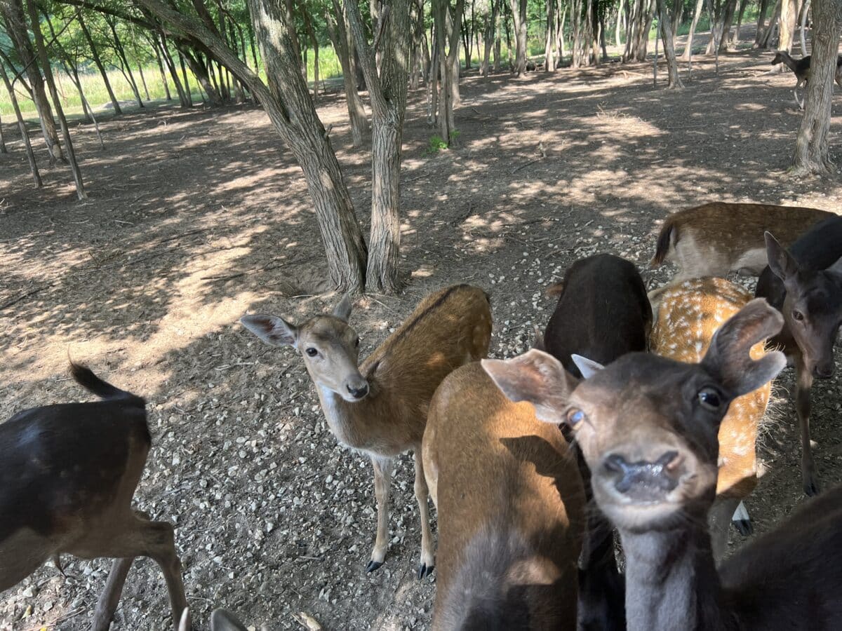 The fallow deer at Shamba Safari in Neshkoro Wisconsin