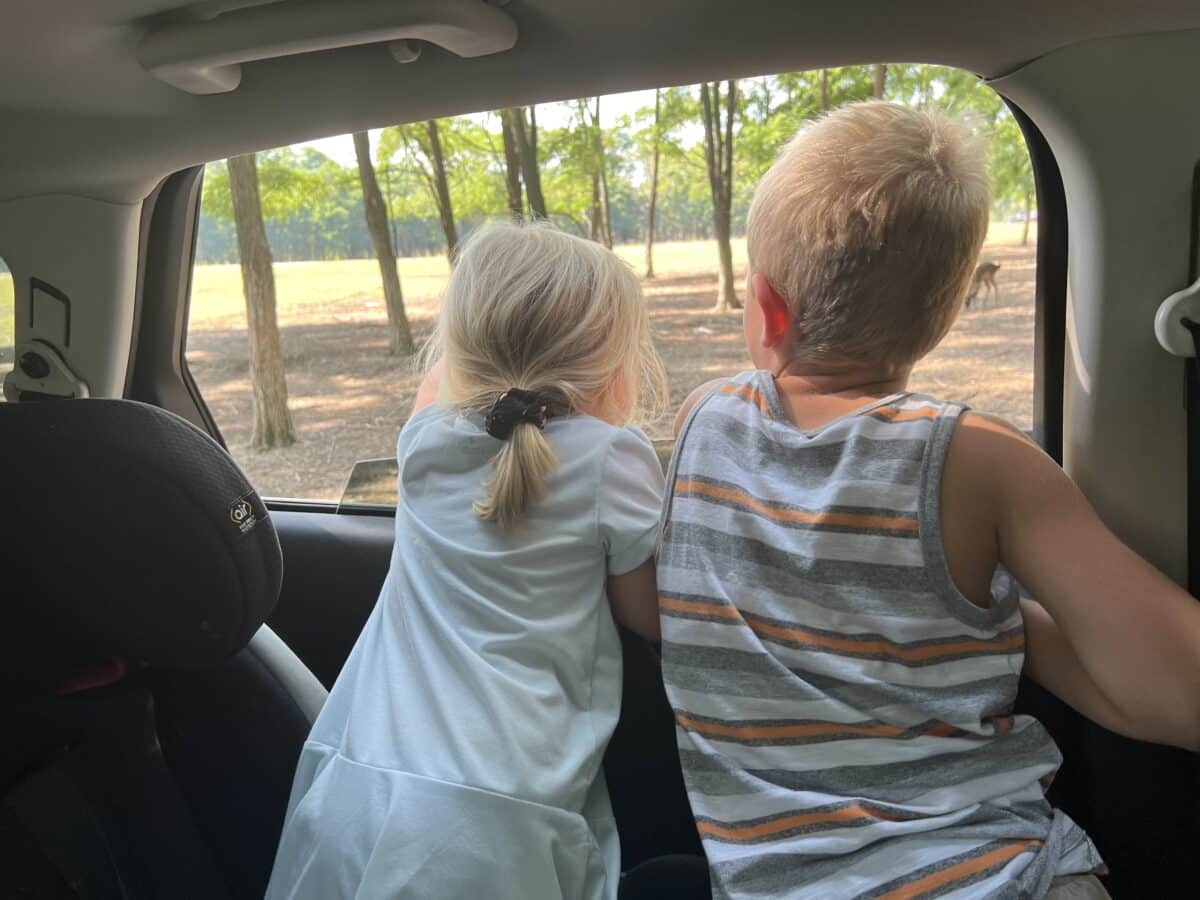 The kids feeding the deer from the car window