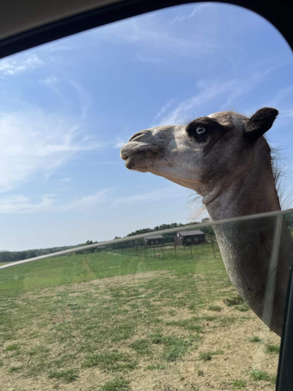 Photo of grey and white camel with blue grey eyes at Shamba Safari