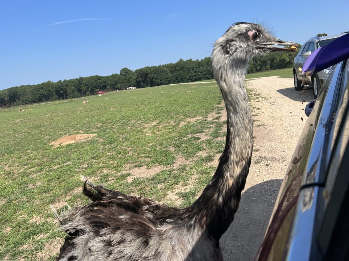 Feeding an ostrich from the car window