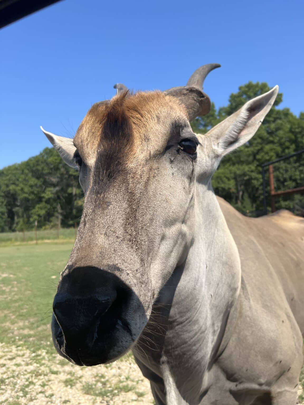 The elands at Shamba Safari