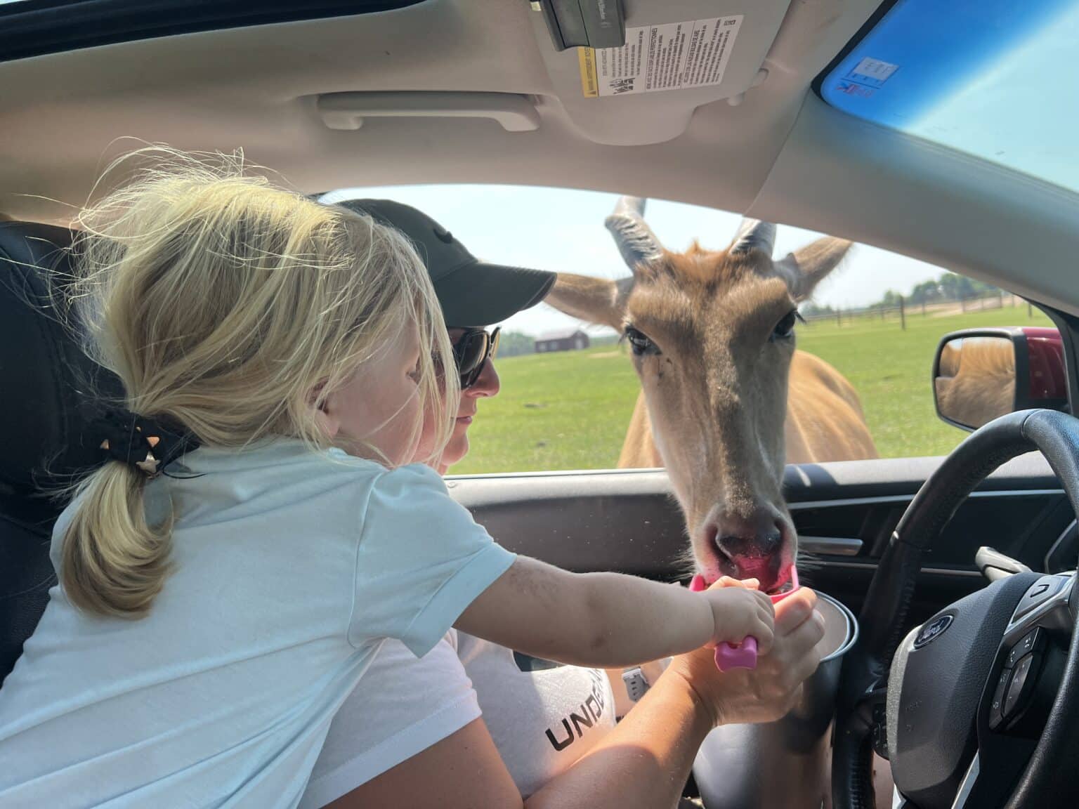 Feeding the animals at Shamba Safari drive through safari in wisconsin