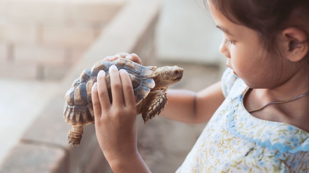 Cute asian child girl holding and playing with turtle with curious and fun. She is not scared to hold it on hand.