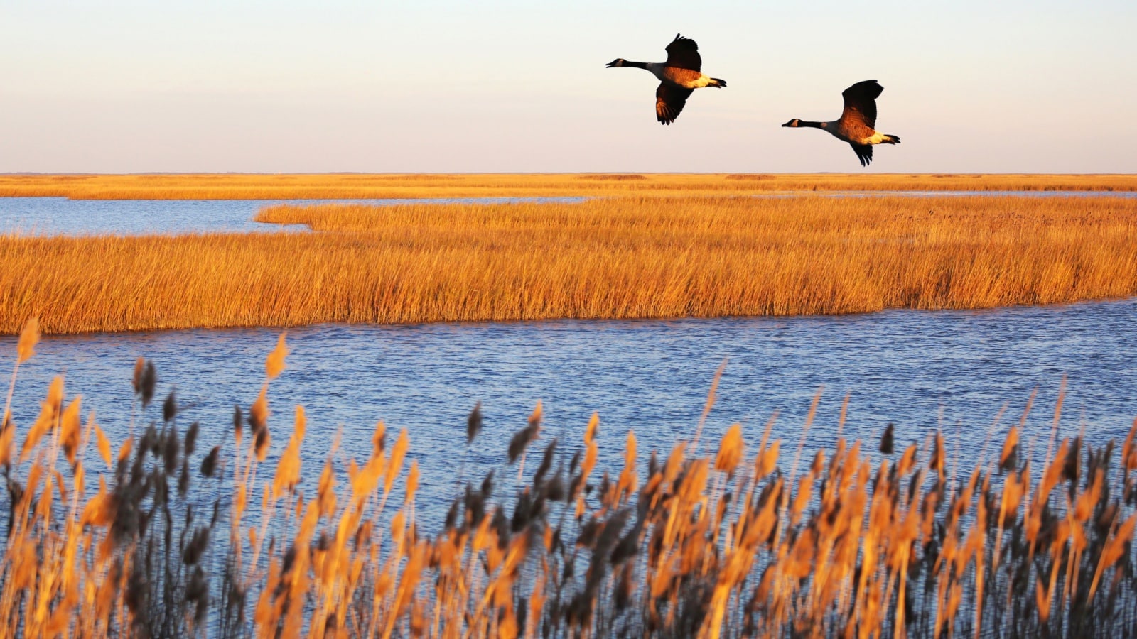 Canada geese in migration at Bombay Hook National Wildlife Refuge, Delaware, USA