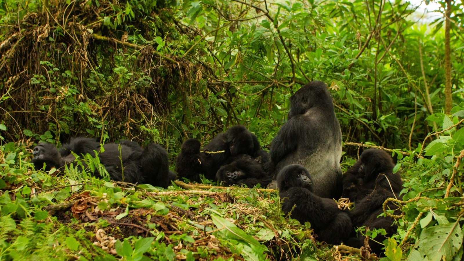 Mountain gorillas, (Gorilla beringei beringei), ENDANGERED, Kuryama group, silverback, group resting, lobelia plants, original part of group 5, Volcanoes National Park, Rwanda