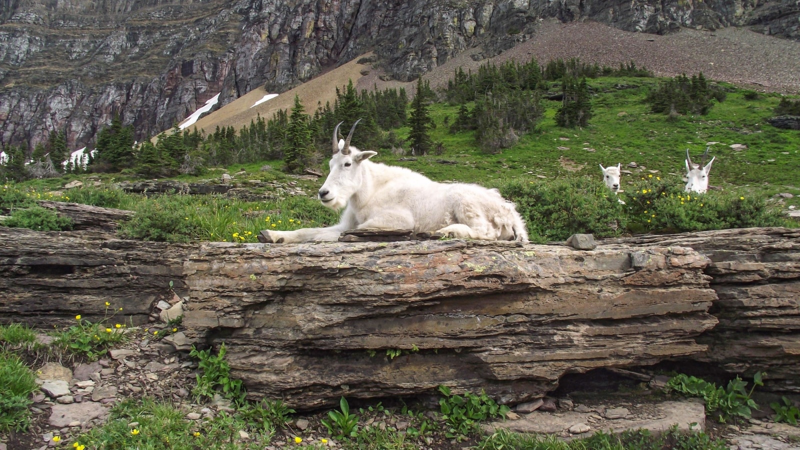 White mountain goats in Glacier National Park Montana