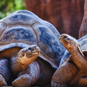 Tortoises in the Galapagos