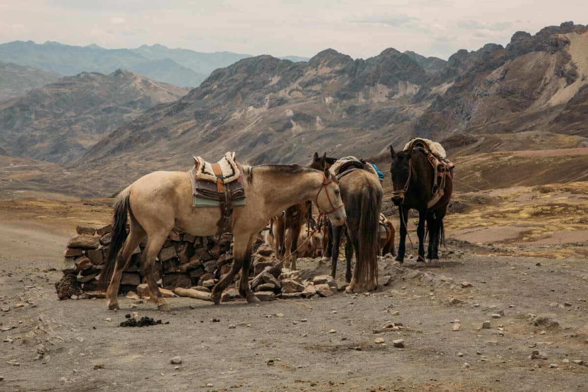 Rainbow Mountain Horses