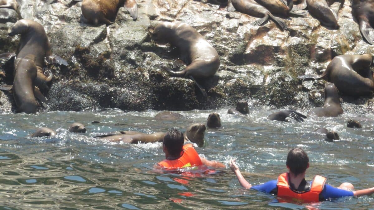 Tourists swim with sea lions in the Palomino Islands, near Lima, Peru.