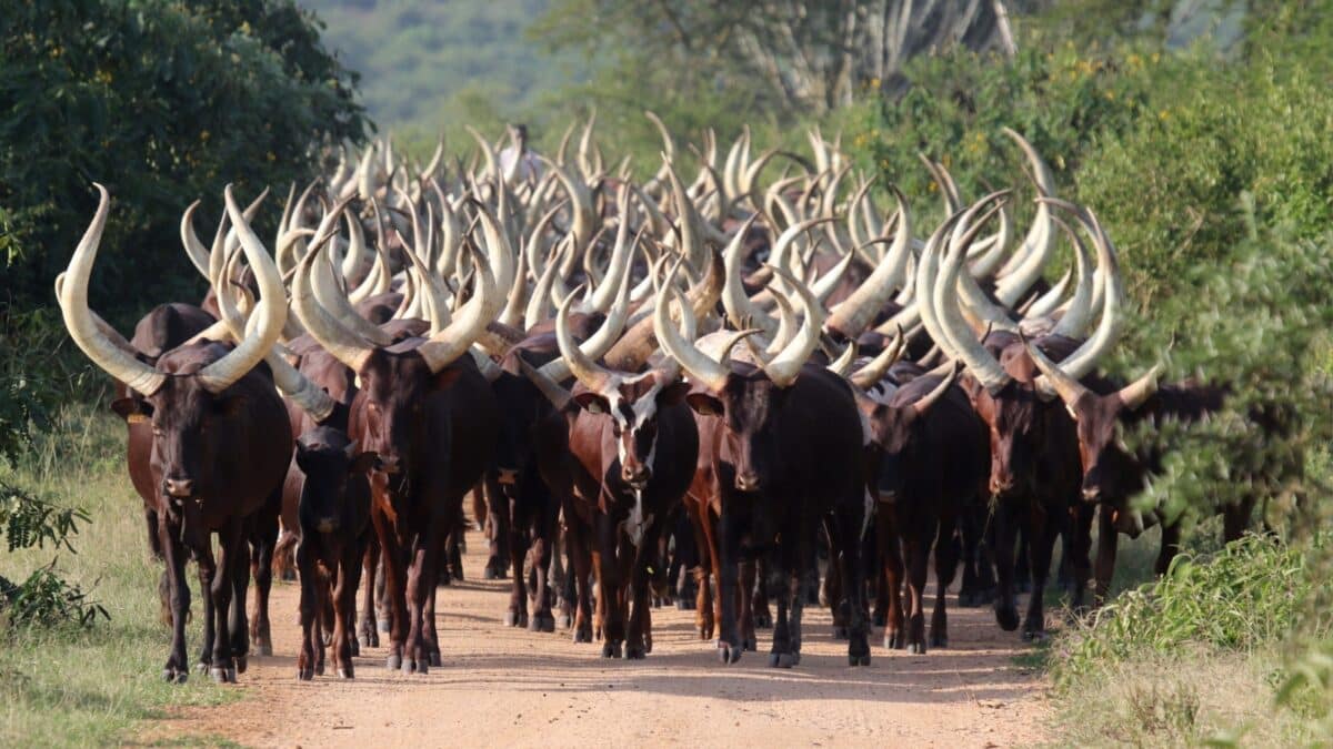 Ankole long horn cattle Uganda